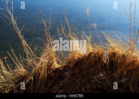 Giallo erba secca sulla riva di un lago ghiacciato in una giornata di sole in inverno Foto Stock