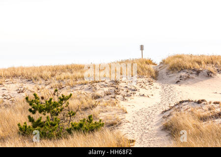 Un semplice sentiero che conduce alla spiaggia dell'oceano attraverso le dune Foto Stock