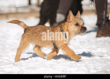 Carino Cairn Terrier cucciolo di giocare al di fuori in inverno freddo e neve. Giovane cane a camminare nel parco in una giornata di sole. Foto Stock