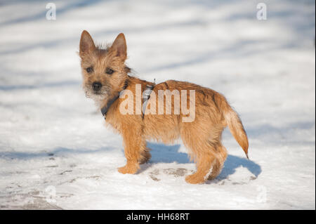 Carino Cairn Terrier cucciolo di giocare al di fuori in inverno freddo e neve. Giovane cane a camminare nel parco in una giornata di sole. Foto Stock