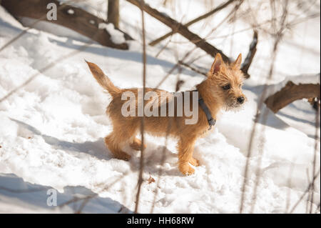 Carino Cairn Terrier cucciolo di giocare al di fuori in inverno freddo e neve. Giovane cane a camminare nel parco in una giornata di sole. Foto Stock