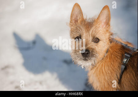 Carino Cairn Terrier cucciolo di giocare al di fuori in inverno freddo e neve. Giovane cane a camminare nel parco in una giornata di sole. Foto Stock