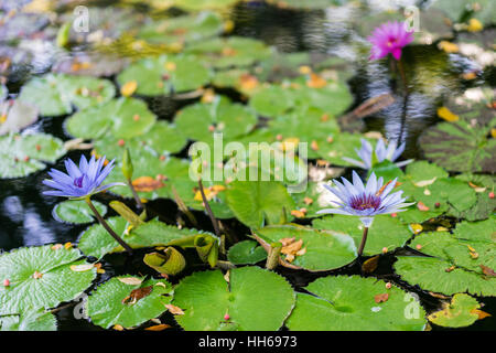 Ninfee galleggianti su acqua circondati da foglie verdi. Viola e fiori di colore rosa in fiore. Foto Stock