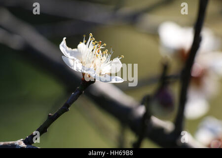 Giapponese prugna bianco su verde Foto Stock