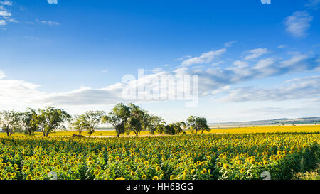 Vista sui campi di girasoli Foto Stock