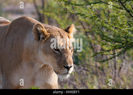 Il Parco Nazionale di Etosha, Namibia. Femmina (lion panthera leo) in habitat. Foto Stock