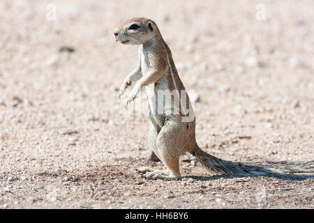 Il Parco Nazionale di Etosha, Namibia. Terra africana scoiattolo (genere Xerus) in profilo, in piedi sulle zampe posteriori. Foto Stock