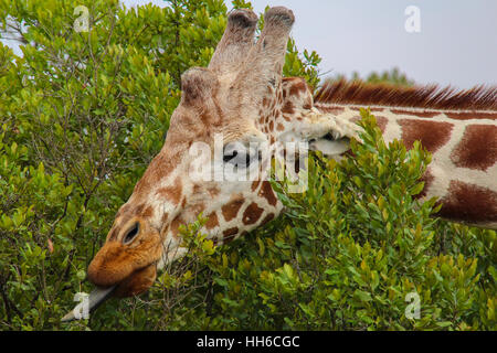 Close-up di giraffe (giraffa camelopardalis) mangiare dalle boccole Foto Stock