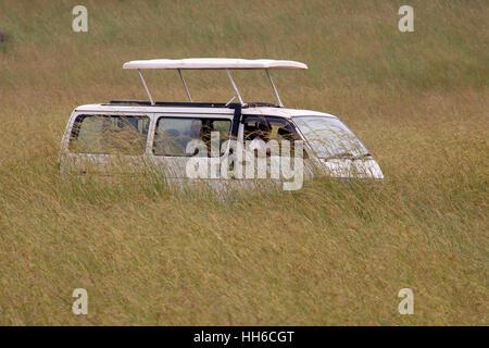 Bianco van safari con pop-up in attesa del tetto in un campo di alta erba gialla Foto Stock