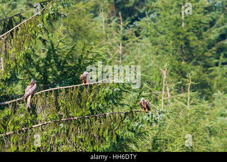 CEREDIGION, Galles. Tre aquiloni rosso (Milvus milvus) arroccato nella struttura ad albero. Foto Stock