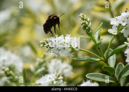 Bumble Bee su un fiore Foto Stock
