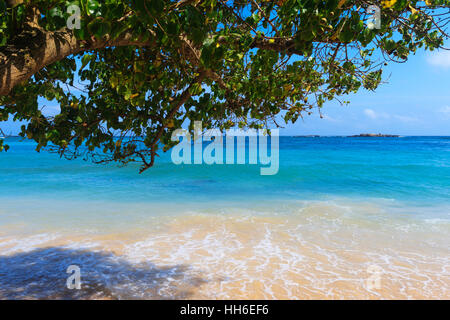 Albero a strapiombo sul mare turchese e spiaggia, Galle, Sti Lanka Foto Stock