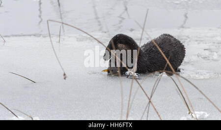 Nord America Lontra di fiume (Lutra canadensis) nel selvaggio. Giovani acqua mammifero si appoggia sulla cima di un viscido lago di ghiaccio e neve di mais. Foto Stock