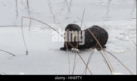 Nord America Lontra di fiume (Lutra canadensis) nel selvaggio. Giovani acqua mammifero si appoggia sulla cima di un viscido lago di ghiaccio e neve di mais. Foto Stock