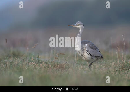 Airone cenerino / Graureiher ( Ardea cinerea ) di estensione furtivamente attraverso un prato umido, frontale vista laterale, luce morbida, in ambiente tipico. Foto Stock