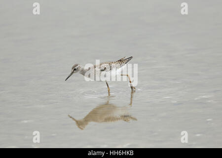 Un bambino Wood Sandpiper (Tringa glareola) - una scarsa shorebird migrante - alimentazione in poco profonda, acqua fangosa su una palude di Norfolk Foto Stock