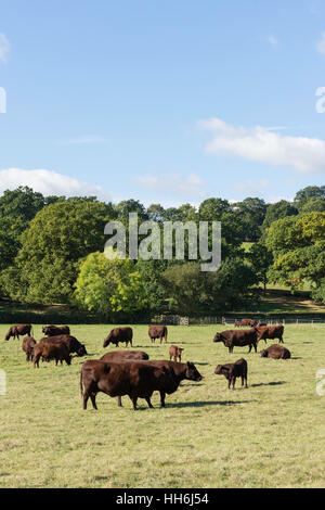 Sussex vacche di razza in campo a Runnymede da Fiume Tamigi, Surrey, England, Regno Unito Foto Stock