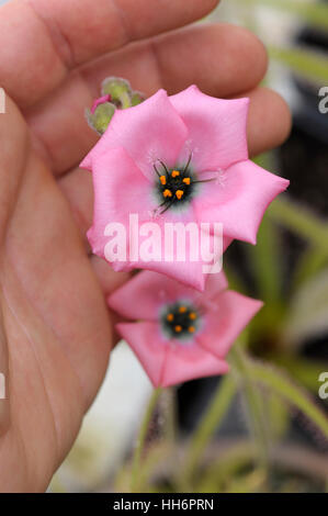 Drosera cistiflora Foto Stock