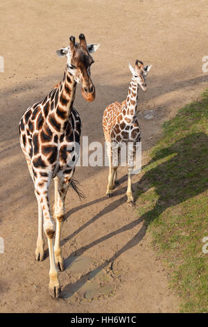 Due Giraffe in zoo di Praga Foto Stock