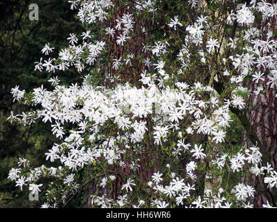 Magnolia stellata (star magnolia) in piena fioritura Foto Stock