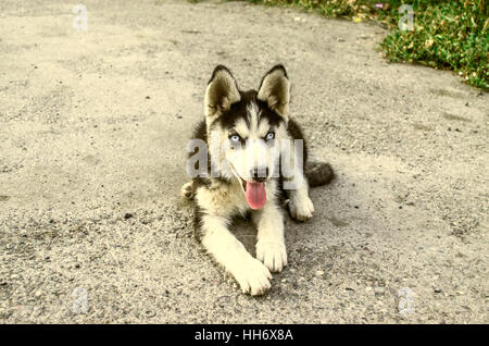 Cucciolo di Husky con linguetta sporgente, poggia sulla strada Foto Stock