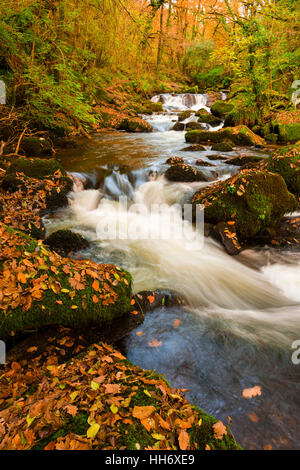 Golitha cade sul fiume Fowey in legno Draynes su Bodmin Moor, Cornwall, Inghilterra. Foto Stock