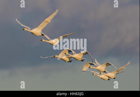 Bewick's Swan in volo Foto Stock