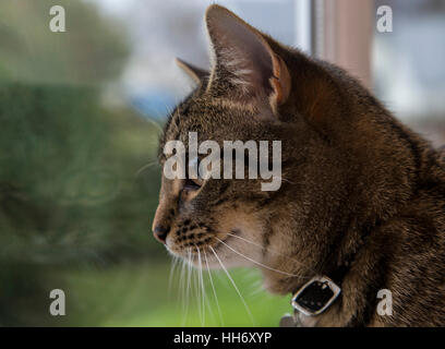 Tabby bengala Gatto gattino guardando fuori della finestra, Foto Stock