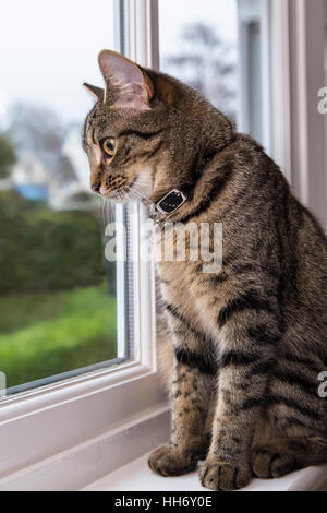 Tabby bengala Gatto gattino guardando fuori della finestra, Foto Stock