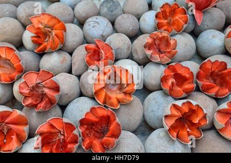 Grandi mamey sapote (Pouleria sapota), Tlacolula de Matamoros, Oaxaca, Messico Foto Stock