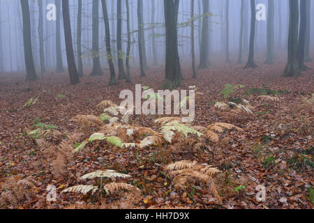 La nebbia nella foresta di faggio, autunno, Jasmund National Park, Rügen, Meclemburgo-Pomerania, Germania Foto Stock