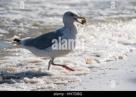 Aringa europea gabbiano (Larus argentatus), i bambini con le cozze nel suo becco, in esecuzione fuori dall'acqua, Usedom, Mar Baltico Foto Stock