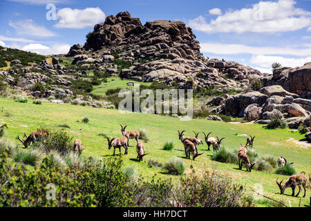 Iberian capre selvatiche (Capra pyrenaica), allevamento, pascolo La Pedriza del Manzanares Natura Park, Provincia di Madrid, Spagna Foto Stock