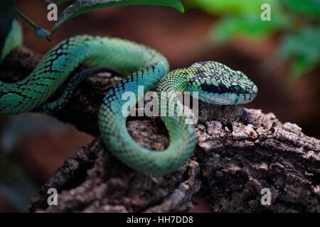 Sri Lanka pit verde viper, anche Ceylon rattlesnakes o pala polonga (Trimeresurus trigonocephalus) sul ramo, captive Foto Stock