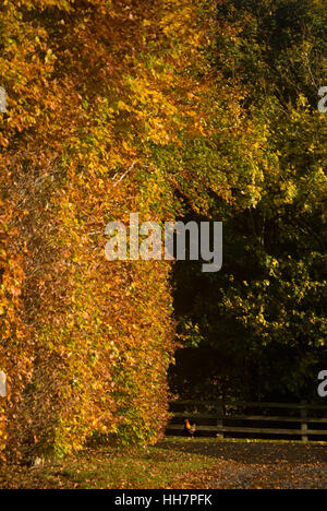 In autunno il faggio siepe e galletto, vicino Bardon Mill, Northumberland Foto Stock