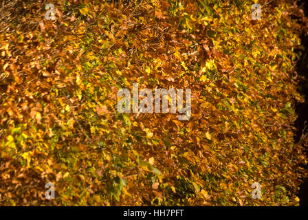 Autunno siepe di faggio, vicino Bardon Mill, Northumberland Foto Stock