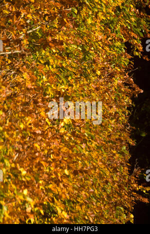 Autunno siepe di faggio, vicino Bardon Mill, Northumberland Foto Stock