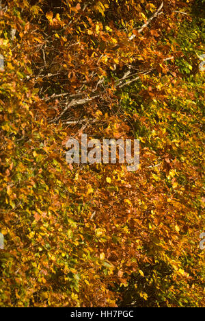 Autunno siepe di faggio, vicino Bardon Mill, Northumberland Foto Stock