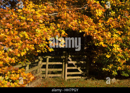 Autunno siepe di faggio, vicino Bardon Mill, Northumberland Foto Stock