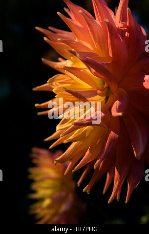 Dahlia su sfondo scuro Foto Stock