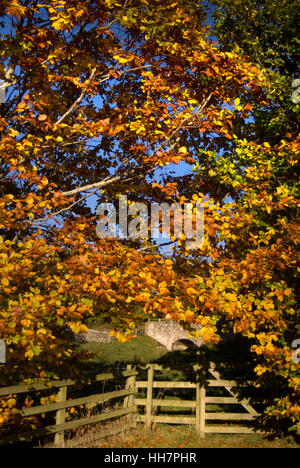 In autunno il faggio siepe e il ponte di pietra, vicino Bardon Mill, Northumberland Foto Stock