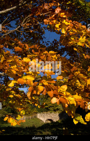 In autunno il faggio siepe e il ponte di pietra, vicino Bardon Mill, Northumberland Foto Stock