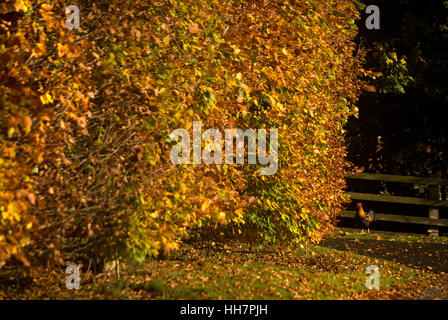 In autunno il faggio siepe e galletto, vicino Bardon Mill, Northumberland Foto Stock