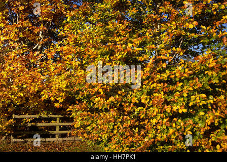 Autunno siepe di faggio, vicino Bardon Mill, Northumberland Foto Stock