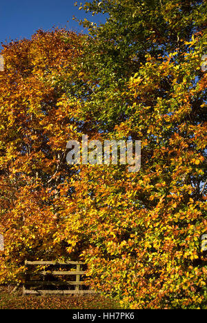 Autunno siepe di faggio, vicino Bardon Mill, Northumberland Foto Stock