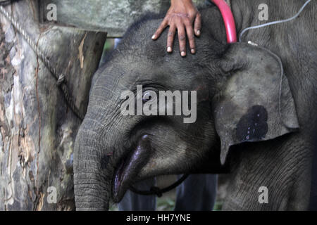 Aceh, Indonesia. Il 17 gennaio 2017. Un vet tenta di prendersi cura di un bambino di Sumatra elefante al distretto orientale foresta nella provincia di Aceh, Indonesia, gennaio 17, 2017. Credito: Xinhua/Alamy Live News Foto Stock