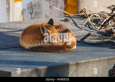 Red Fox gode di sole invernale nel giardino, London REGNO UNITO Foto Stock