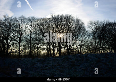 Albero stagliano contro il sole invernale in una fredda giornata presso la storica hill fort sito di Cissbury Ring nel South Downs National Park vicino a Worthing, West Sussex, Regno Unito, Inghilterra. Foto Stock