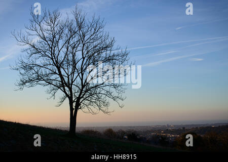 Una silhouette di un albero all'alba contro un cielo blu su un giorno inverni a Cissubury anello nel South Downs National Park vicino a Worthing, West Sussex, Regno Unito, Inghilterra. Foto Stock