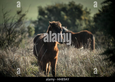 Un pony a Cissbury Ring nel South Downs National Park, West Sussex, in Inghilterra. Foto Stock